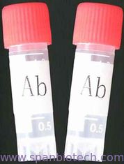 Monoclonal Antibody to Amphetamine(AMP)